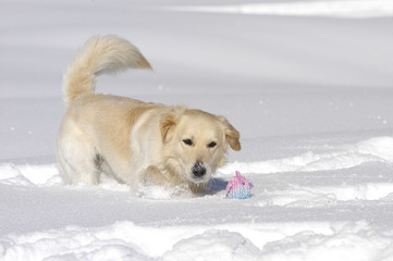 Golden retriever half breed playing in the snow