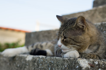 Big tiger brown cat laying on stairs.