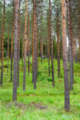Beautiful forest background, Finland