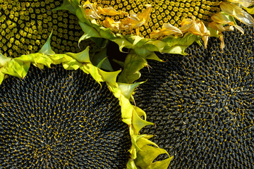 Ripe sunflower. Beautiful texture of ripe sunflower seeds