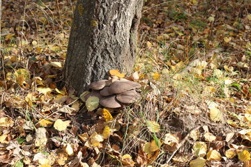  Oyster mushrooms grow on a tree trunk