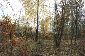  Autumn forest is beautiful in golden foliage