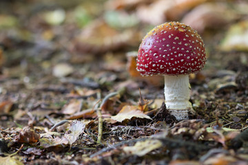 Autumn Forest Toadstool Fungus