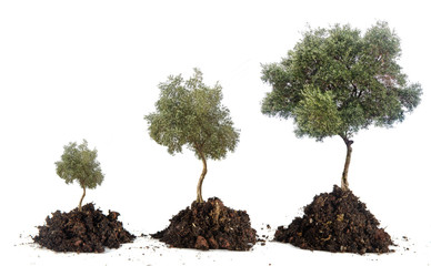 Three olive trees
