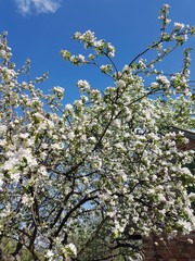 tree