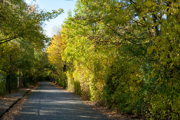 a street in autumn with many trees
