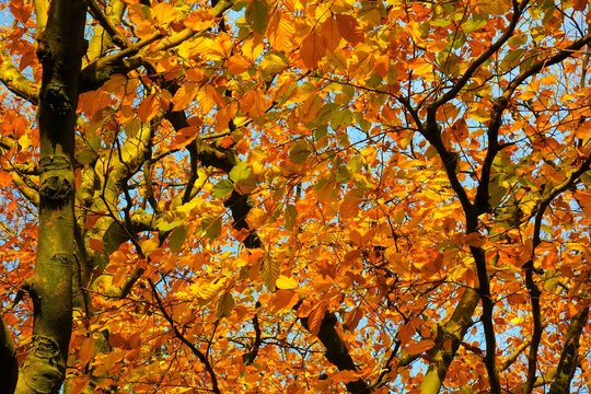 A close-up  image of colourful Autumn leaves.