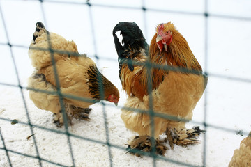 funny animals and birds in winter and summer in the zoo, at home, in the aquarium