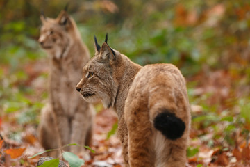 Luchs im Herbstwald