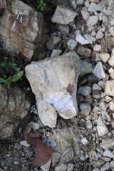 Ein versteinerter Prämolar