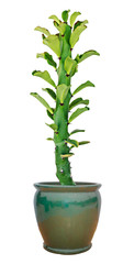 cactus isolated on white background
