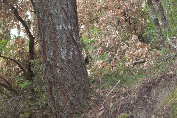 Austin Creek State Recreation Area is a state park unit of California, United States, encompassing an isolated wilderness area.