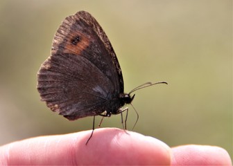 Fototapeta premium Weißbindiger Mohrenfalter