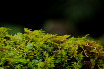 Green fresh moss