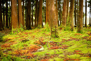 Mysterious forest with old trees in a natural park. Old wood trees.