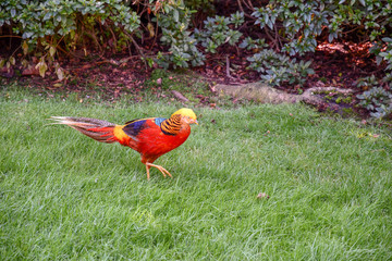 Fagiano dorato (Chrysolophus pictus) in un giardino con prato verde e siepe in estate