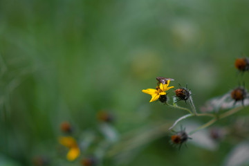 Flower, Fly, Yellow, Nature, Green, Yellow