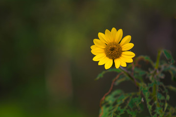 Sunflower, Girasol, Amarillo, Flor, Natualeza, PLanta