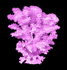 coral isolated on black background © Dmitry