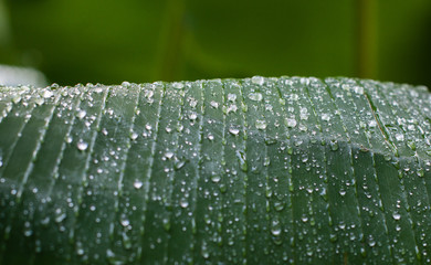 Abstract picture of banana leaf with droplets