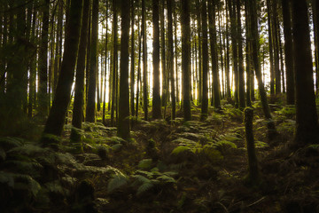 Mysterious forest with old trees in a natural park. Old wood trees.