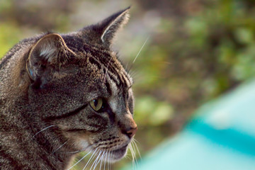 Bokeh Tabby