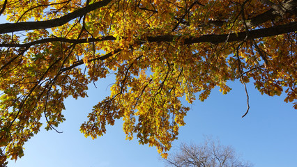 Yellow leaves on the branches of oak against the sky in the fall. Sunny weather