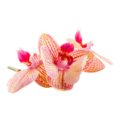 Fototapeta na wymiar Red orange orchids isolated on white
