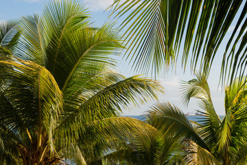 Fototapeta na wymiar Coconut trees with blue sky background in Mauritius Island