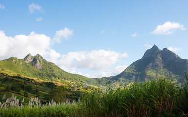 Fototapeta na wymiar Mauritius Island sugar cane fields with Pieter Both mountain in the background