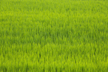 A Green rice field in July after the rain in Vercelli area, Piedmont, Northern Italy