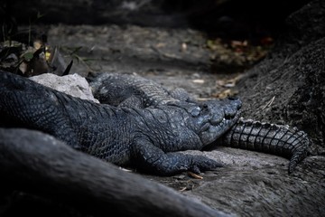 cocodrilo