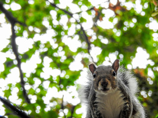 Curious Squirrel