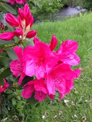 Pink flowers