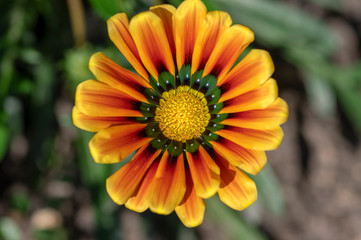 Gazania rigens flowering plant, colorful plant in bloom