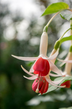 Fuchsia hybrida celia smedley white red flowering plant, group of beautiful ornamental pot flowers in bloom