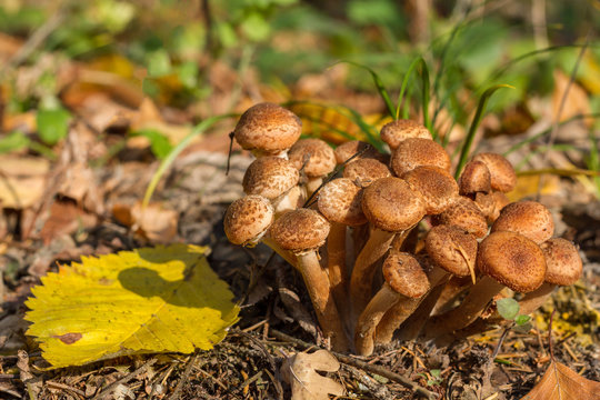 Mushrooms and autumn leaf  in the forest
