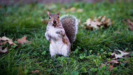 Squirrel - Do you have something for me?