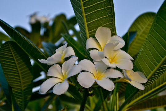 tropical flowers in the garden