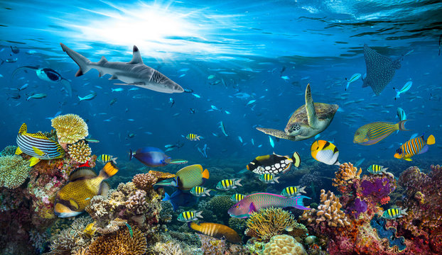 Fototapeta podwodny raj tło rafa koralowa przyrody natura kolaż z rekin manta ray żółw morski kolorowe ryby w tle