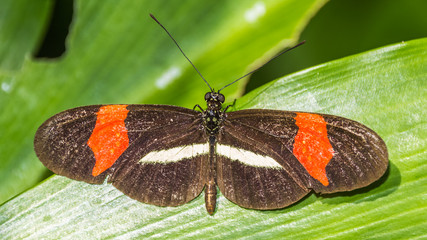 Fototapeta na wymiar Macro of a beautiful tropical butterfly