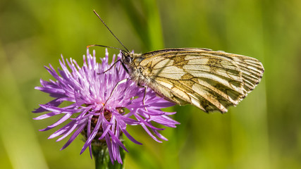 Macro of a butterfly of the marbled white on a flower