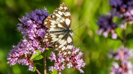 Macro of a butterfly of the marbled white on a flower