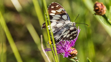 Macro of a butterfly of the marbled white on a flower