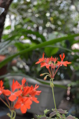 red flower in garden