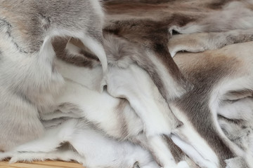 Reindeer hides in pile