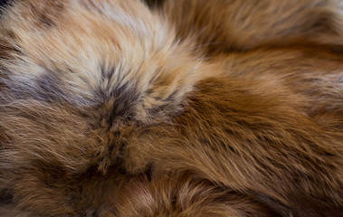 Classy and luxurious red fox fur