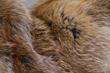 Classy and luxurious red fox fur