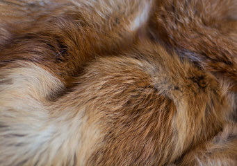 Classy and luxurious red fox fur