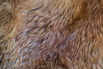 Classy and luxurious red fox fur